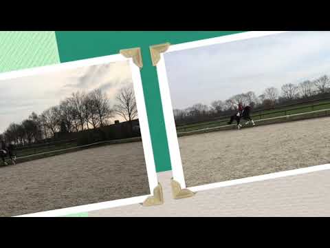 stiffelio (San Amour x L'espoir)