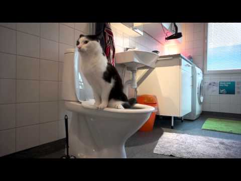 Min katt Dampen använder toan