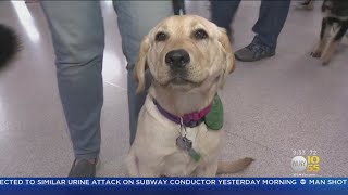 Seeing-Eye Dogs Get Training At Newark Airport