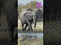 Elephant Trumpets Can Blow Shorts
