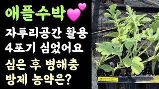 애플수박???? 자투리공간 활용 4포기 심었어요 ???? 심은 후 병해충방제 농약은?