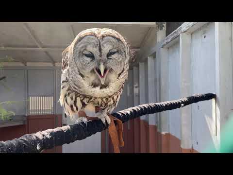 Barred Owl Ambassador hooting