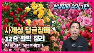인생 장미 찾기 1탄! 사계성 덩굴장미 32종 완벽 정리｜ 할인&댓글이벤트까지!