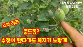 사과 준드롭 현상 충북 괴산 가을농원 청정괴산 자연울림 [사과재배방법]