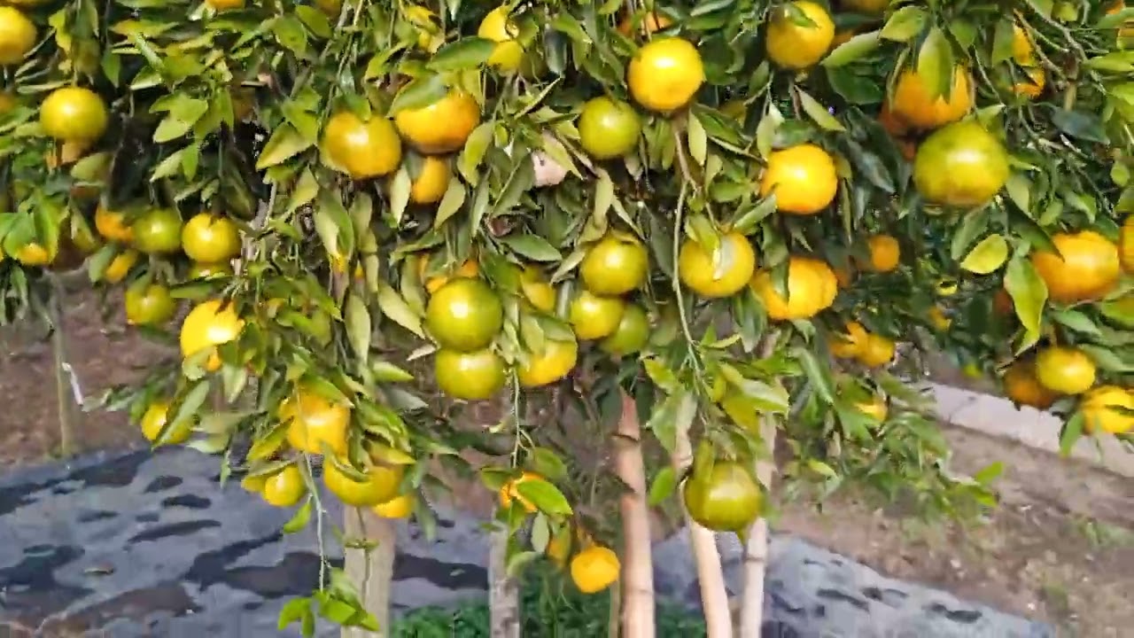 1289 - Um lanchinho para o véio...