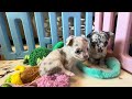 Chihuahua dogs for sale: North - Video 1