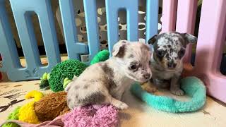 Video preview image #10 Chihuahua Puppy For Sale in CHARLESTON, AR, USA