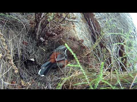 Adorable 1 day old Cape Rockjumper nestling