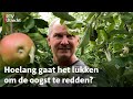 Extreme hitte: zo redt appelboer Wim zijn oogst | RTV Utrecht