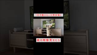 #short 家の中で1日中動かない元野良猫に森の映像見せてみたら　#三毛猫