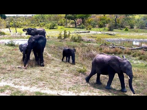 Elephants at Djuma Cam drinking at dam and pan, join Zebra and Wildebeast in field 11/9/25