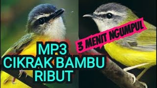 Download lagu SUARA PIKAT CIKRAK BAMBU mp3 Download lagu SUARA PIKAT CIKRAK BAMBU mp3