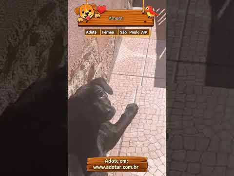 Vídeo de Amora