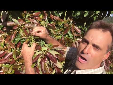 LITTLECADO DWARF AVOCADO