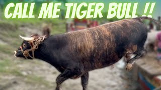 Download Lagu cow unloading, cow videos, cow video, big cow, goru hamba cow, Ep - 89 Thumbnail