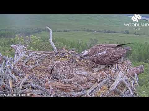 The Loch Arkaig Osprey chicks pancake as Louis sees off an intruder 30 Jun 2022