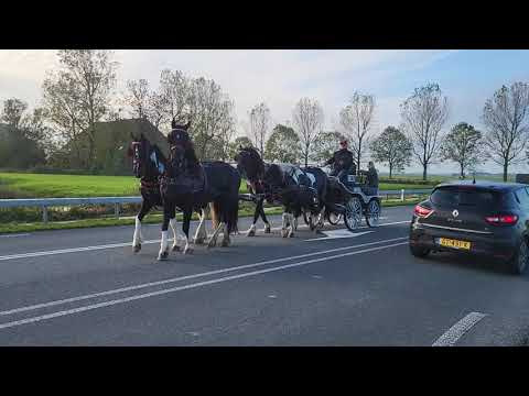 Stal Okkema's four in hand - Harm - Julius - Farga - Kayro