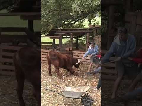 Farmári a ich boj s dobytkom! - FARMA
