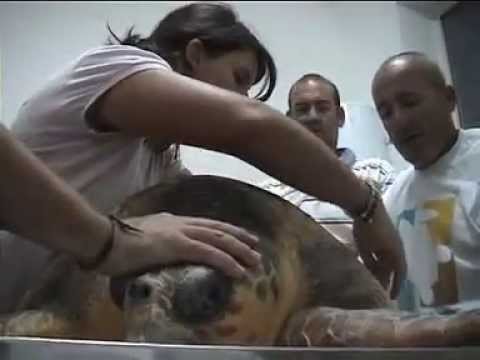 tartanet (seconda parte).avi