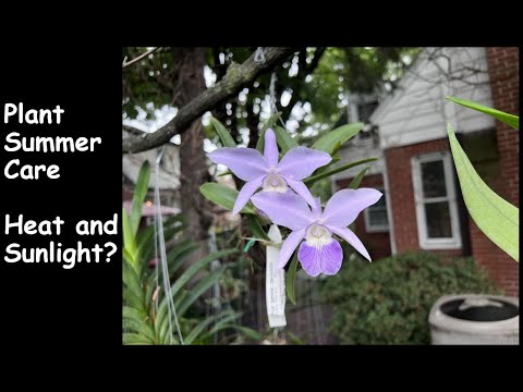 Summer Heat and Sunlight Could Damage Your Plants or Orchids | Important Plant Precautions in Summer