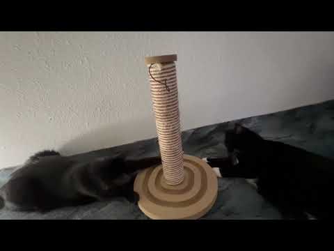 Two Cats are playing