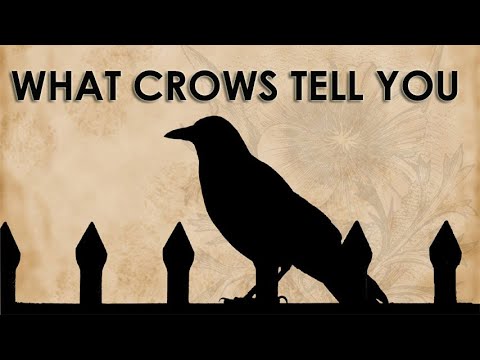 Seeing a Crow Signs and Omen