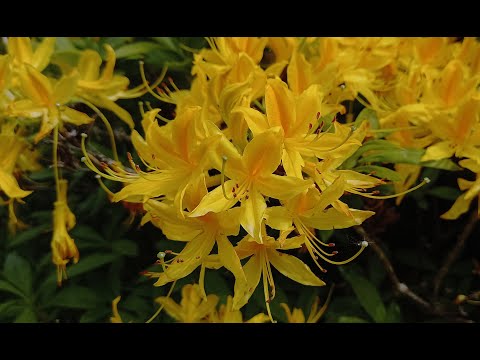 Discovering the Beauty and Benefits of Yellow Azalea: A Visual Tour