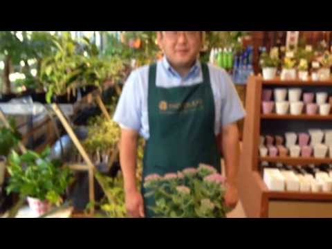 ヘビセダム 植物