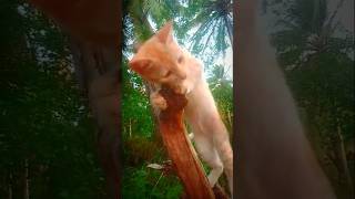 Download lagu hurathal wenna gihin thawa podden watenawa😸😸😸🐱🐱🐱 mp3 Download lagu hurathal wenna gihin thawa podden watenawa😸😸😸🐱🐱🐱 mp3