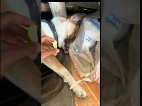 Lemon vs Sleeping Dog – The Funniest Reaction Ever! 🤣🐕🍋 #dog #animals #funny #shorts #shortfeed