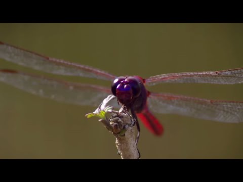 How Do Dragonflies See the World? | Animal Super Senses | BBC Earth