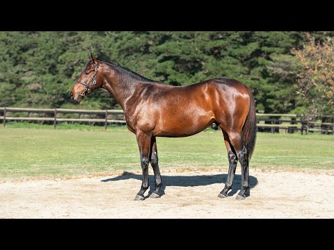Hemel n Aarde BSA NYS 2020. Lot 105 - Wylie Hall (AUS) ex Danish Zealot (AUS) b.c