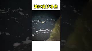 波に負ける魚