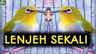 Download lagu Pleci betina birahi memanggil jantan  mp3