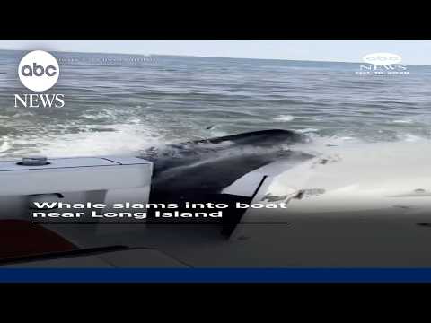 Whale slams into boat near Long Island