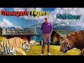 Chowgarh Tigers । चौगढ़ के आदमखोर बाघ । जिम कॉर्बेट शिकार कहानियां । Hunting Stories Of Jim Corbett DEFAULT Thumbnail
