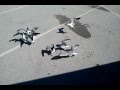 Seagull Feeding Frenzy