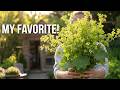 Planting My Favorite Perennial Cut Flower Adding Lady S Mantle To The Book Nook Garden