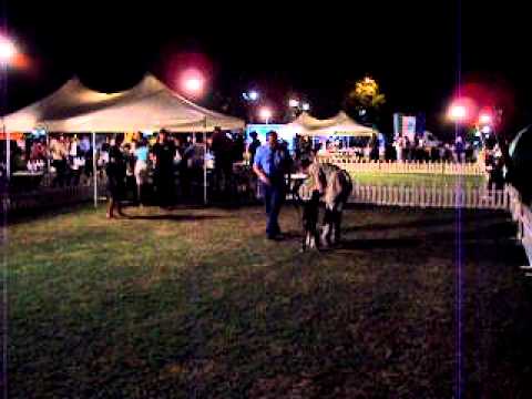 CACIB Black Sea Winner 2011 in Albena - Bulgaria