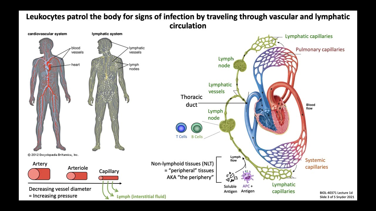 Lecture 1d: Lymphoid Organs and Lymphatics