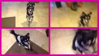 Mallu Magalhães - Highly Sensitive