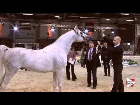 N.86 SAFAR P - Wels 2015 - Stallions 7-10 years old (Class 13)