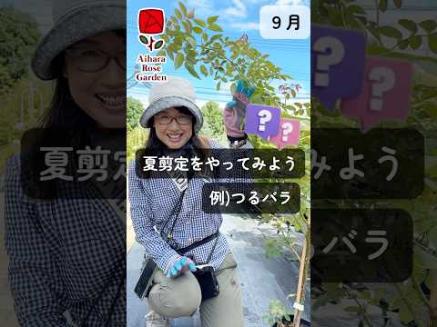 北パイプのオランダ人が日よけの花の紫色を許容するつる植物の壁はどれですか