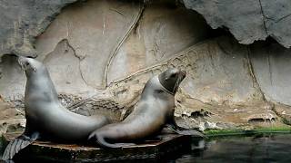 Sea Lions at the Vancouver Aquarium