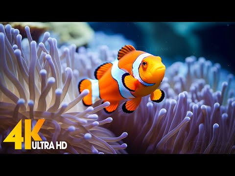 Aquarium 4K VIDEO (ULTRA HD) 🐠 Beautiful Coral Reef Fish - Relaxing Sleep Meditation Music #110