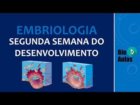 Second Week of Development (Human Embryology) - Bio Classes