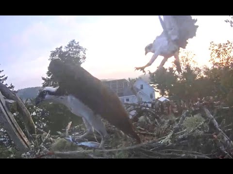 A fish for someone! Hog Island Ospreys. Explore.org 07 August 2021