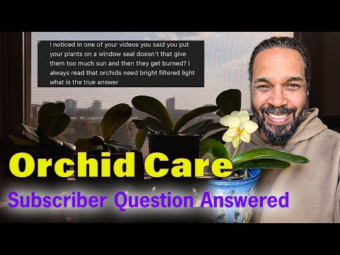 Can I Keep My Orchid In The Windowsill? Orchid Care