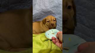Video preview image #1 Staffordshire Bull Terrier-Unknown Mix Puppy For Sale in Holly Springs, NC, USA