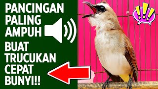 Download lagu Masteran trucukan gacor ngalas tarung ropel paling bagus untuk pancingan trucukan agar bunyi nyaut mp3